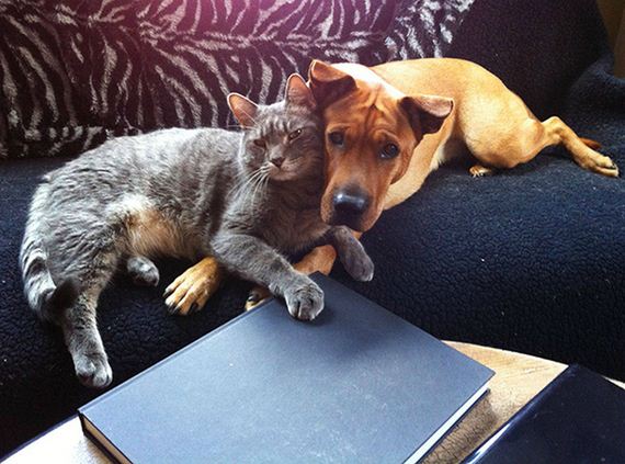 cats_and_dogs
