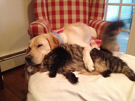cats_and_dogs