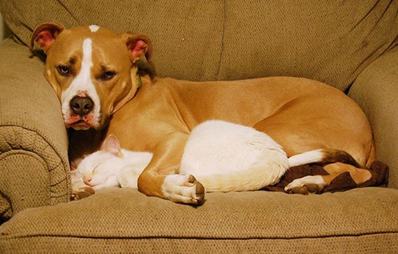cats_and_dogs