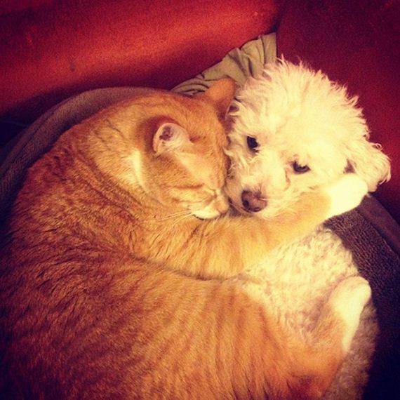 cats_and_dogs
