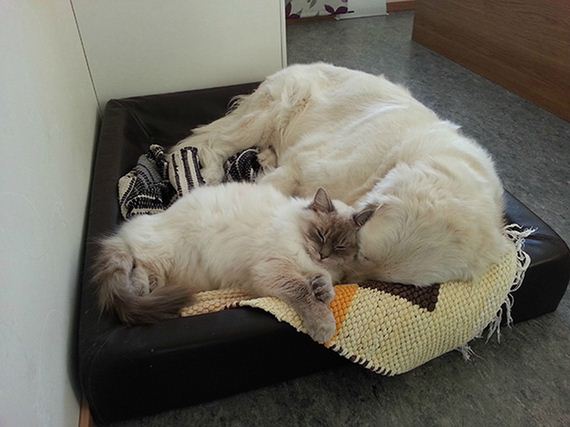 cats_and_dogs