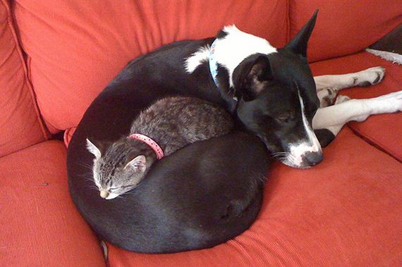 cats_and_dogs