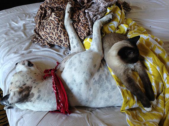cats_and_dogs