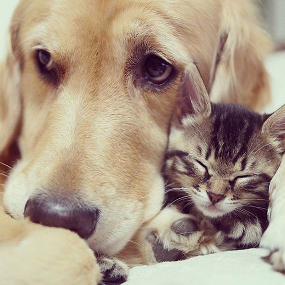 cats_and_dogs