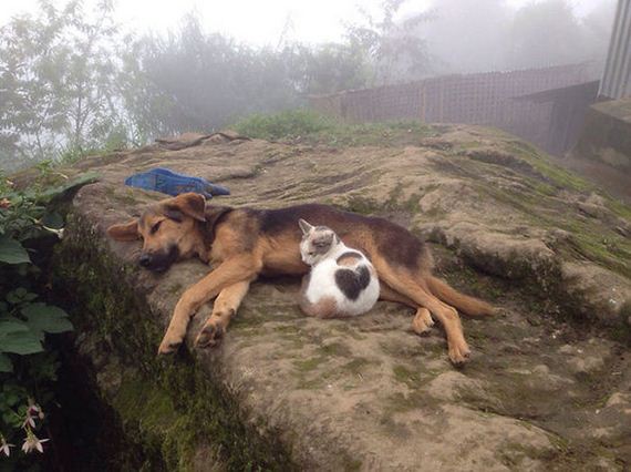 cats_and_dogs