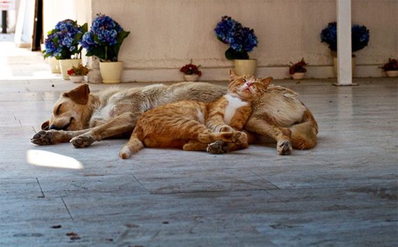 cats_and_dogs