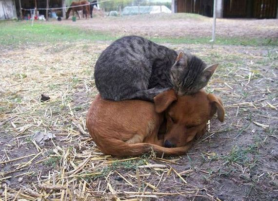 cats_and_dogs