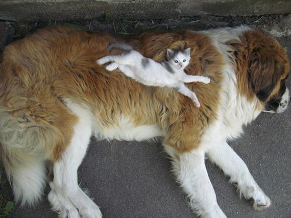 cats_and_dogs