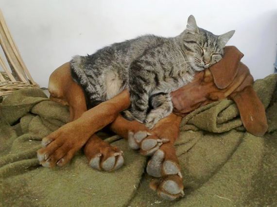 cats_and_dogs