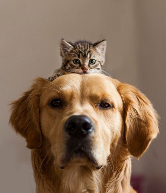 cats_and_dogs