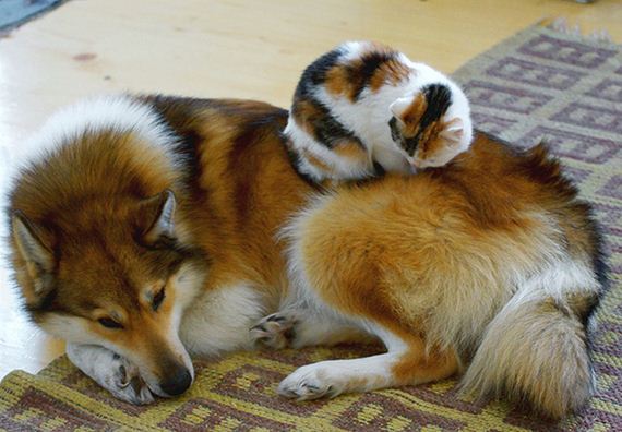 cats_and_dogs