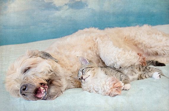 cats_and_dogs