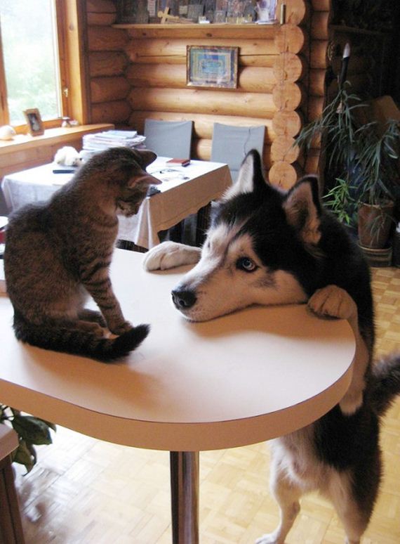 cats_and_dogs