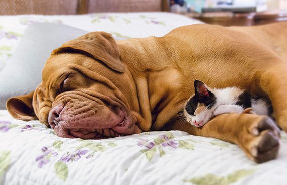 cats_and_dogs
