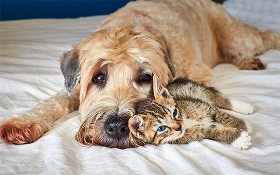 cats_and_dogs