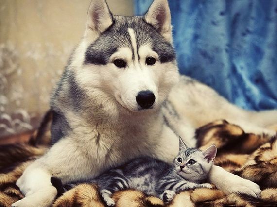 cats_and_dogs