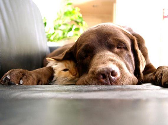 cats_and_dogs