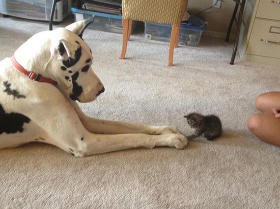cats_and_dogs