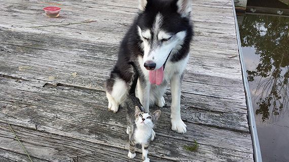 cats_and_dogs