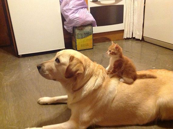 cats_and_dogs