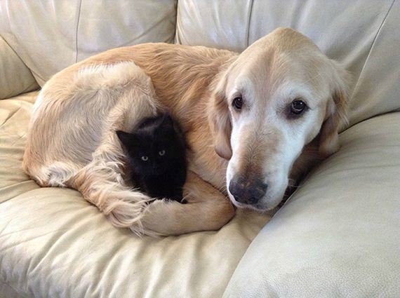 cats_and_dogs