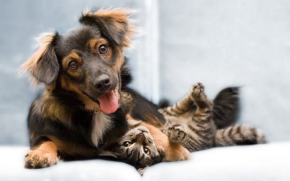 cats_and_dogs