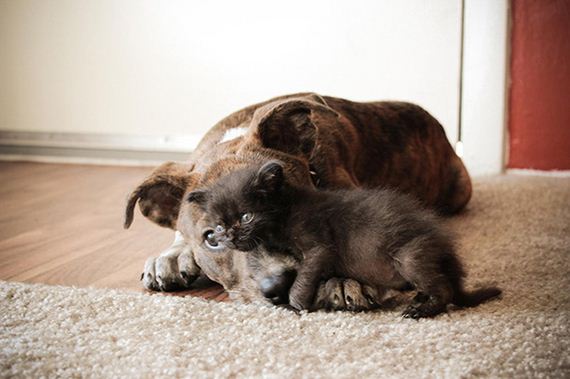 cats_and_dogs