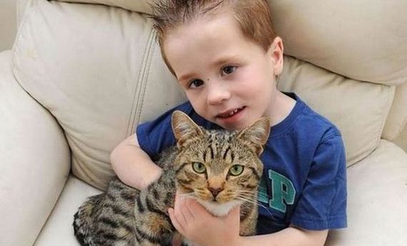 cats_are_evolving