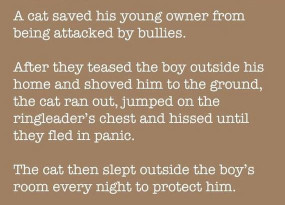 cats_are_evolving
