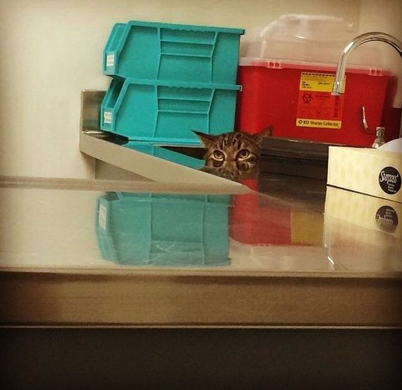 cats_hiding_from_vet