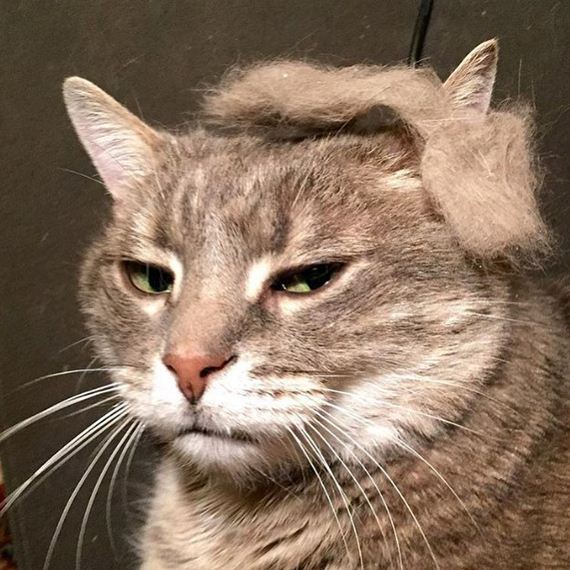 cats_with_trump_hair