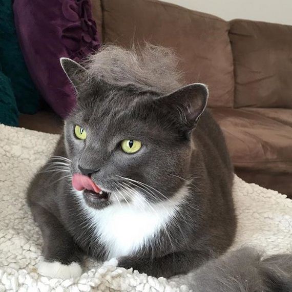 cats_with_trump_hair