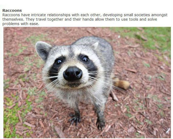clever_animals