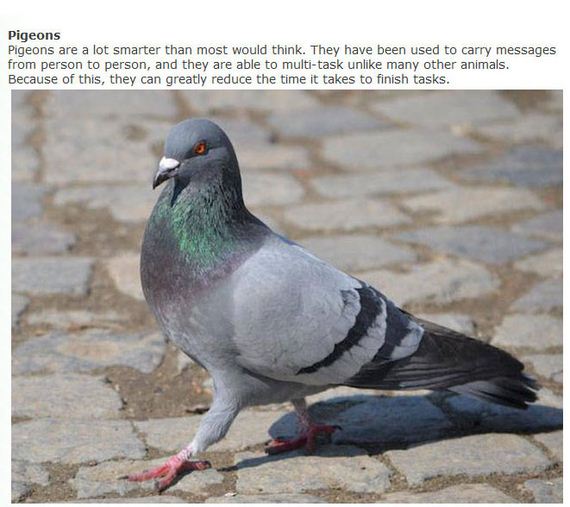 clever_animals