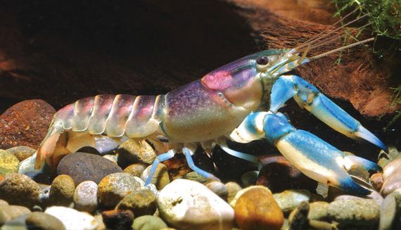 crayfish-galaxy-indonesia