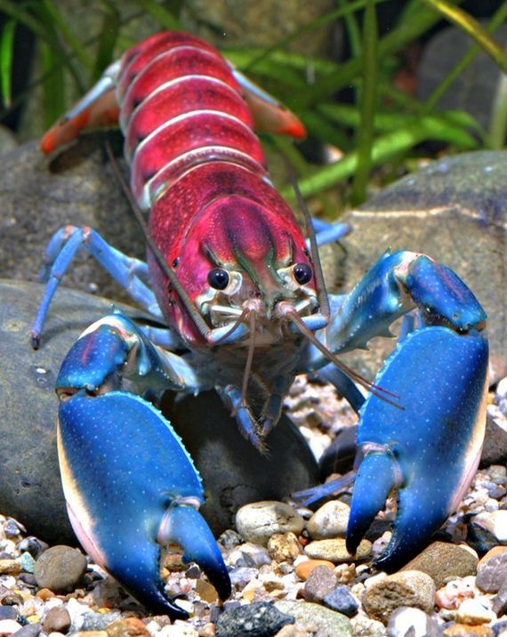 crayfish-galaxy-indonesia