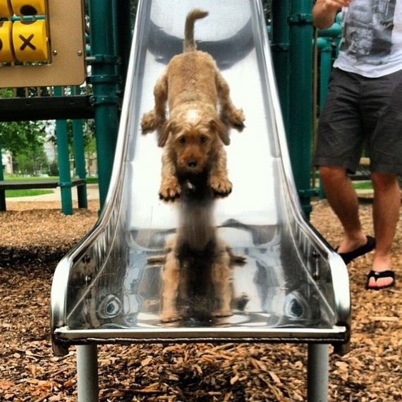 dog-fun-slide
