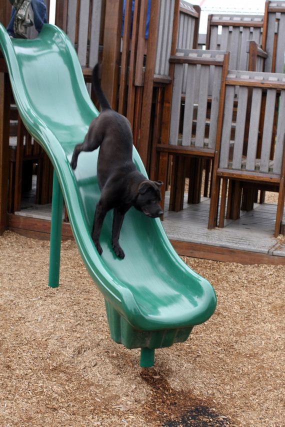 dog-fun-slide
