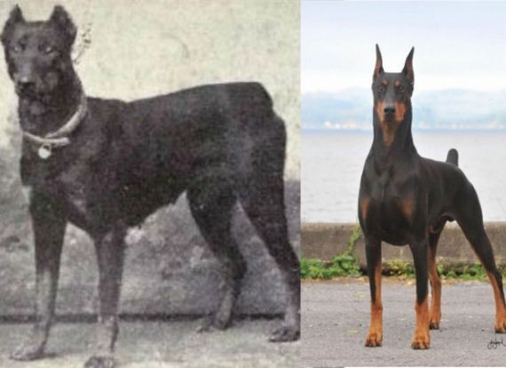 dogs_have_evolved