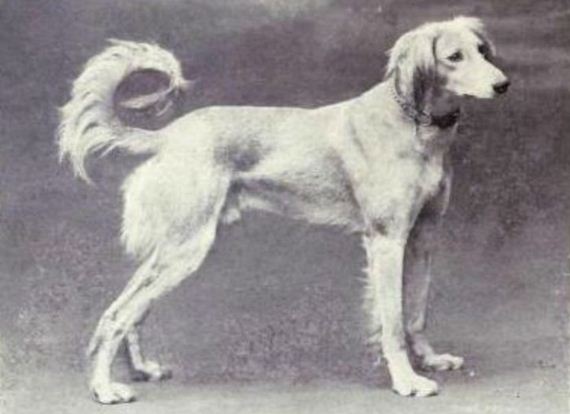 dogs_have_evolved