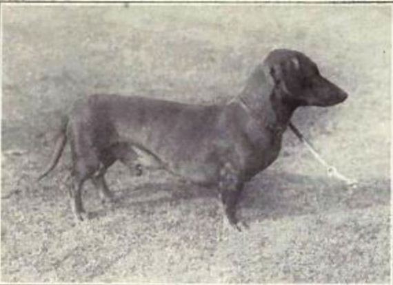 dogs_have_evolved
