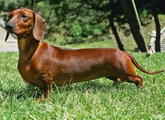 dogs_have_evolved