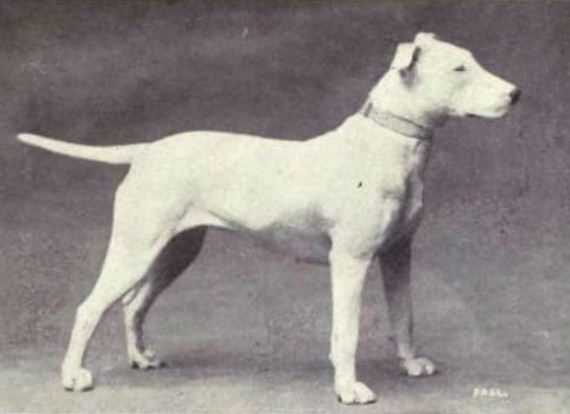 dogs_have_evolved