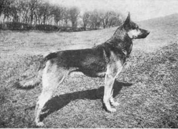 dogs_have_evolved