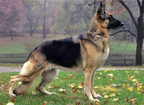 dogs_have_evolved