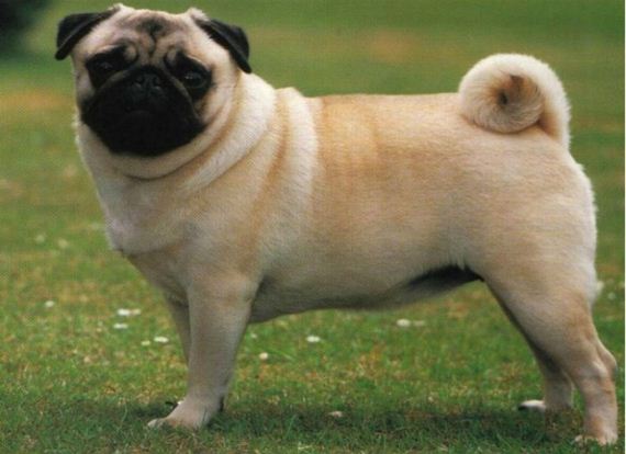 dogs_have_evolved