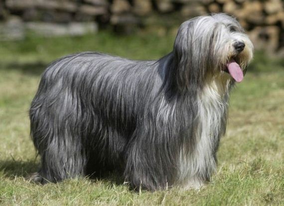 dogs_have_evolved