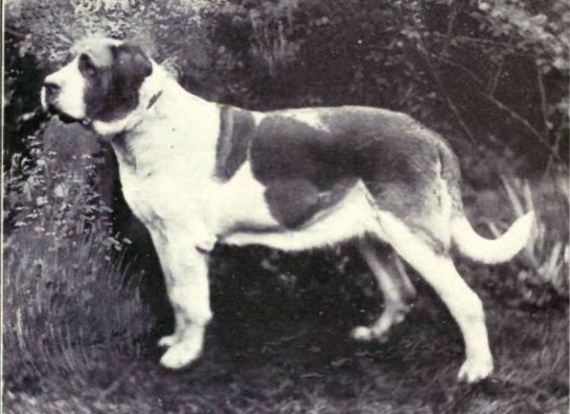 dogs_have_evolved