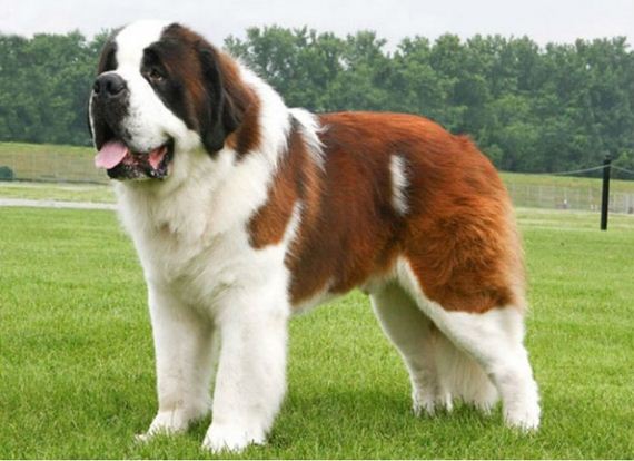 dogs_have_evolved