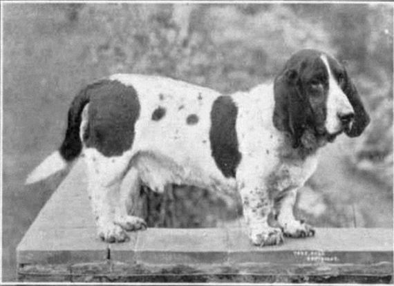 dogs_have_evolved